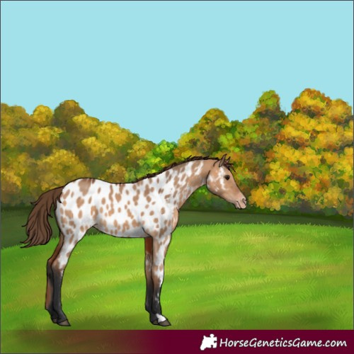 Horse Color:Unknown 