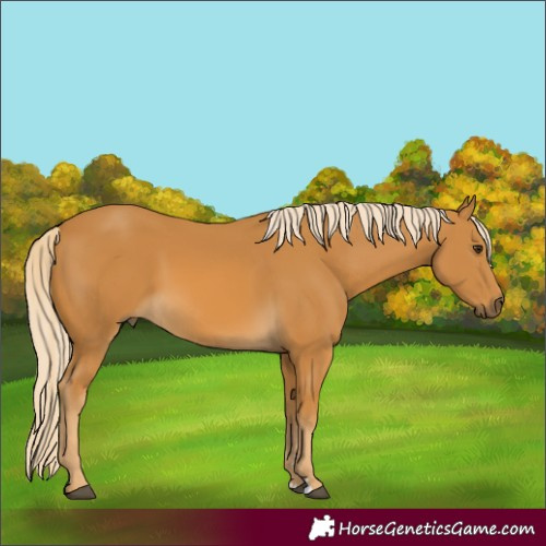 Horse Color:Unknown 