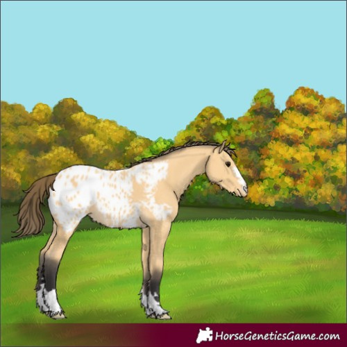 Horse Color:Unknown 