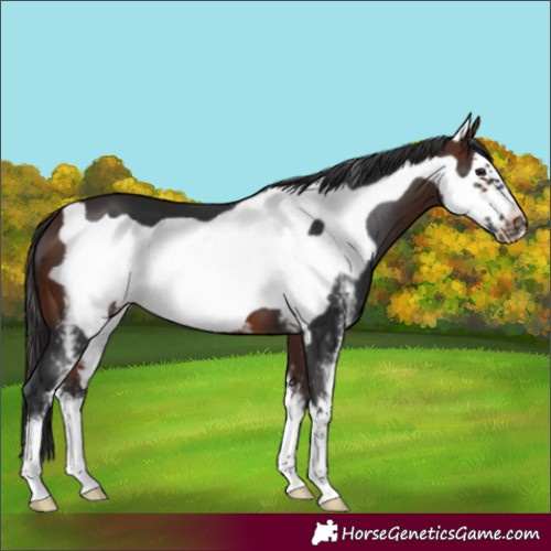 Horse Color:Brown Sabino Frame 