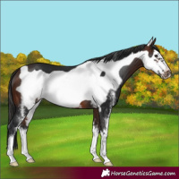 Horse Color:Brown Sabino Frame