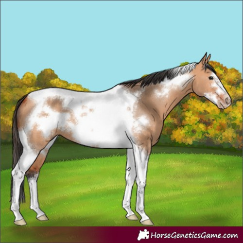 Horse Color:Unknown 