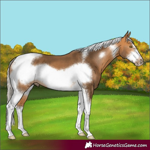 Horse Color:Silver Buckskin Tobiano Frame 