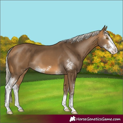 Horse Color:Unknown 