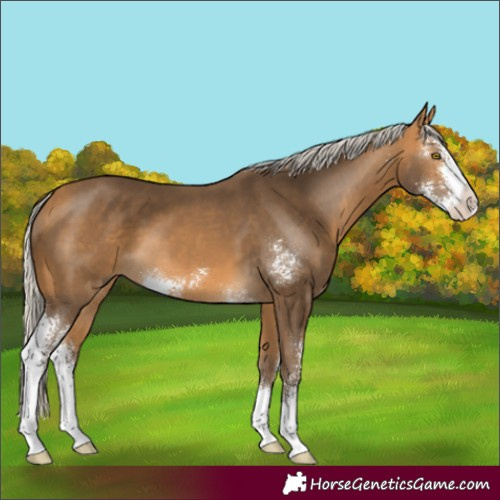 Horse Color:Unknown 