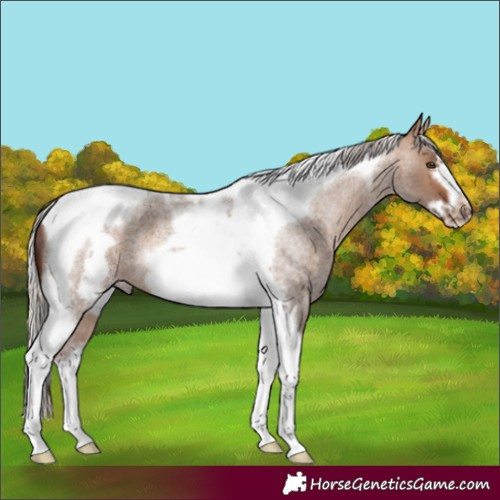 Horse Color:Silver Bay Roan Dun Tobiano Frame 
