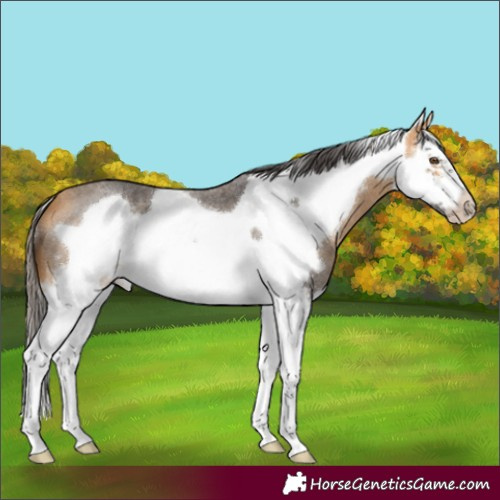 Horse Color:Buckskin Roan Sabino Splash Frame 