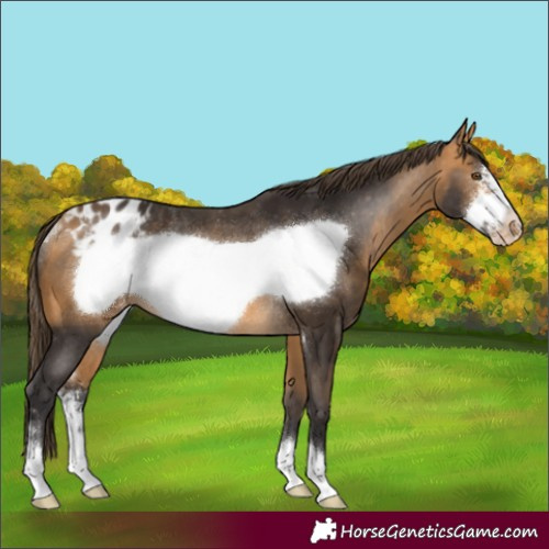 Horse Color:Unknown 