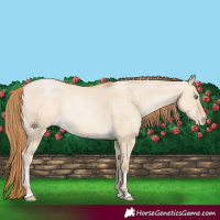 Horse Color:Smoky Grullo Pearl 