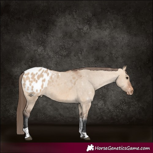 Horse Color:Bay Dun Tobiano Appaloosa 