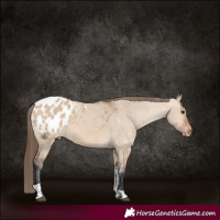 Horse Color:Bay Dun Tobiano Appaloosa