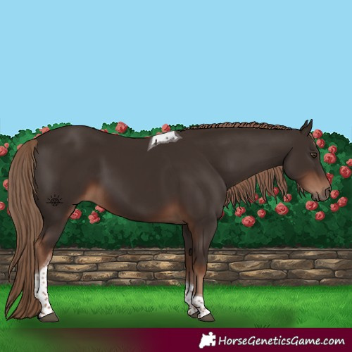 Horse Color:Liver Chestnut Tobiano