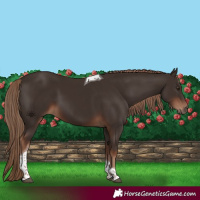 Horse Color:Liver Chestnut Tobiano 