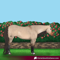 Horse Color:Bay Dun