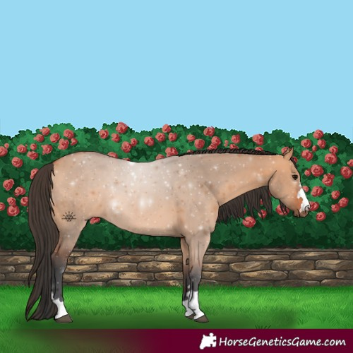 Horse Color:Bay Dun