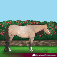 Horse Color:Bay Dun 