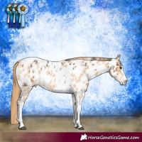 Horse Color:Brown Sabino Appaloosa  and Buckskin Pearl Tobiano Appaloosa 