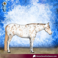 Horse Color:Brown Sabino Appaloosa  and Buckskin Pearl Tobiano Appaloosa 