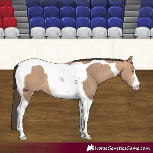 Horse Color:Amber Champagne Tobiano 