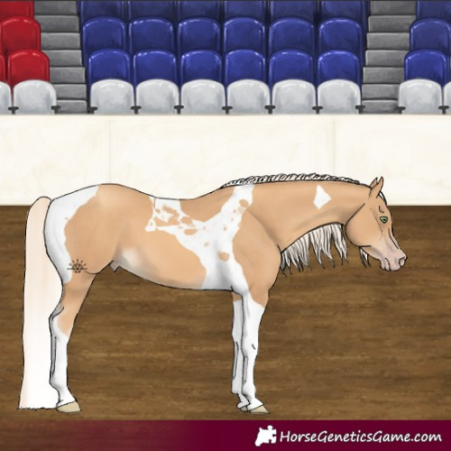 Horse Color:Gold Cream Champagne Tobiano 