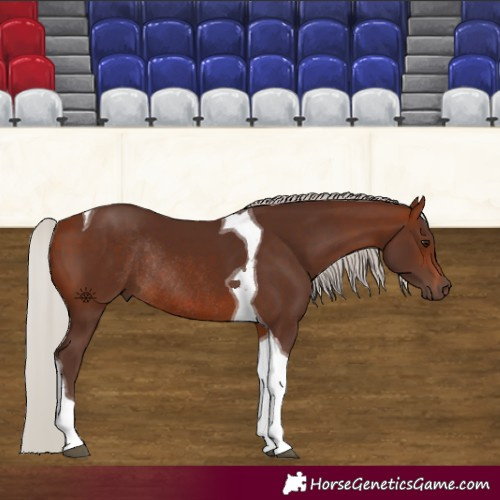 Horse Color:Silver Brown Tobiano Rabicano 