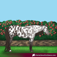 Horse Color:Liver Chestnut Appaloosa 