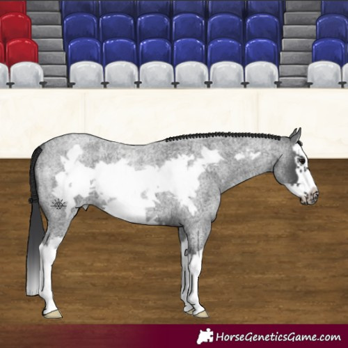 Horse Color:Blue Roan Splash Frame 