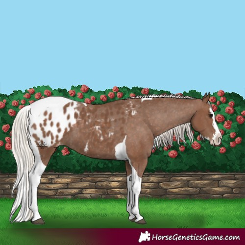 Horse Color:Silver Black Splash Tobiano Appaloosa