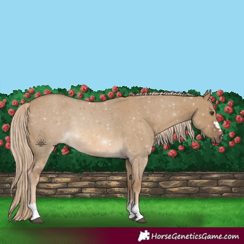 Horse Color:Chocolate Palomino Dun 