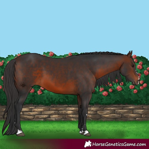 Horse Color:Brown 
