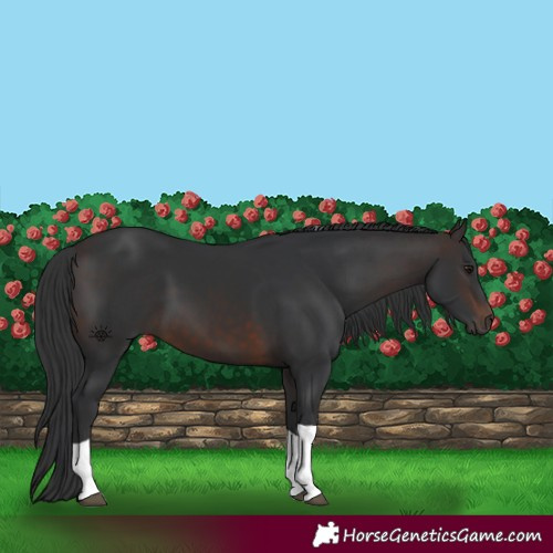 Horse Color:Brown Tobiano 