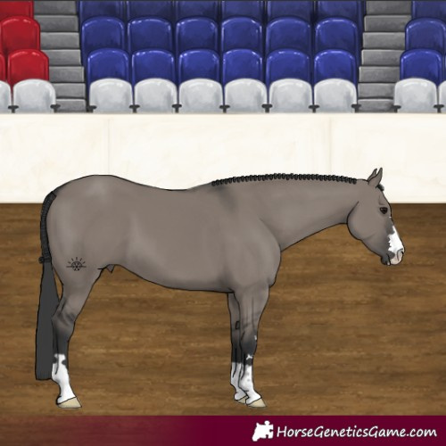 Horse Color:Grullo 