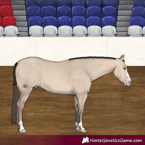 Horse Color:Amber Champagne Dun 