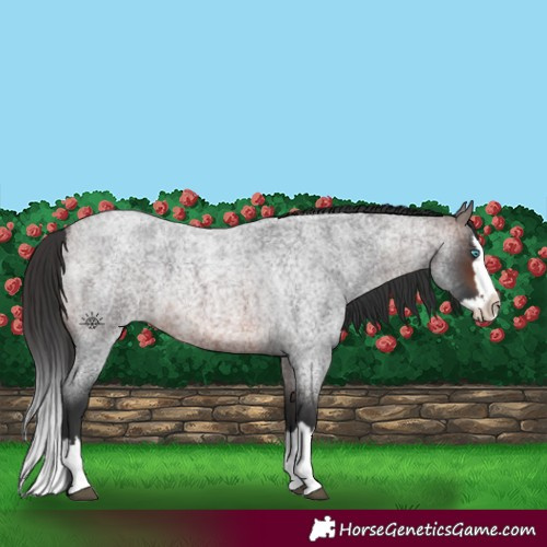 Horse Color:Brown Roan Splash 