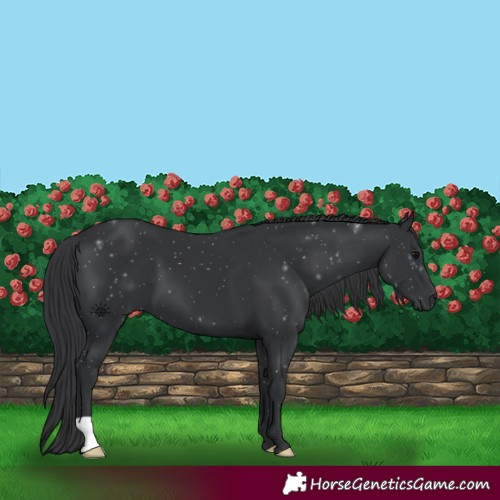Horse Color:Black 