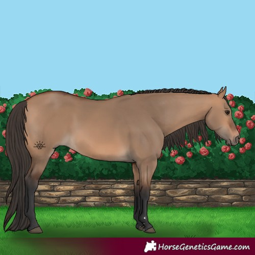 Horse Color:Bay Dun 