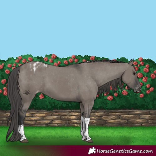 Horse Color:Grullo Tobiano Appaloosa