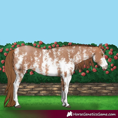 Horse Color:Brown Pearl Sabino