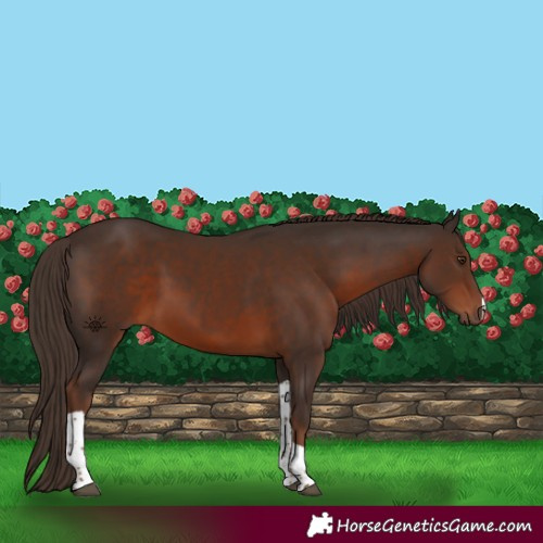 Horse Color:Liver Chestnut Tobiano 