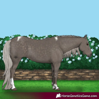Horse Color:Silver Black Tobiano 