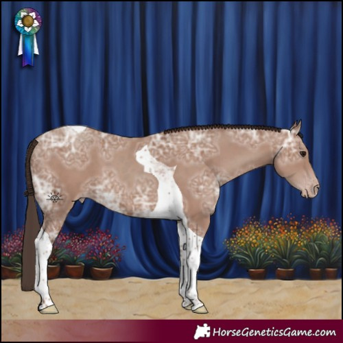 Horse Color:Classic Champagne Ice Tobiano 