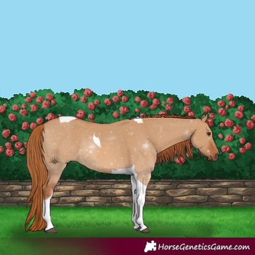 Horse Color:Red Dun Tobiano 