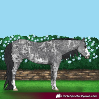 Horse Color:Black Ice 