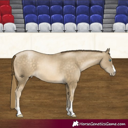 Horse Color:Buckskin Pearl 