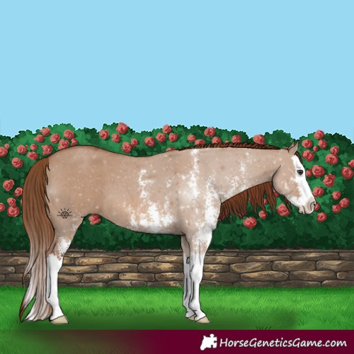 Horse Color:Red Dun Sabino Splash