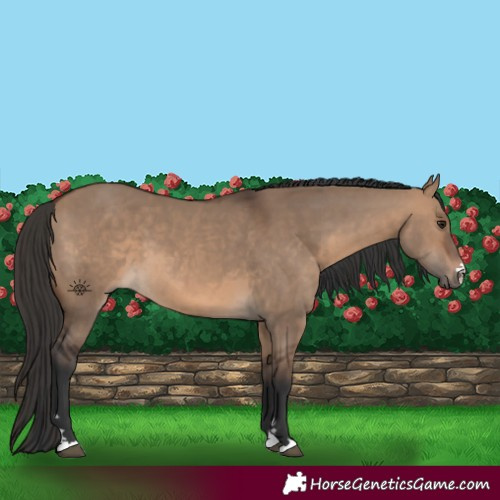 Horse Color:Brown Dun 