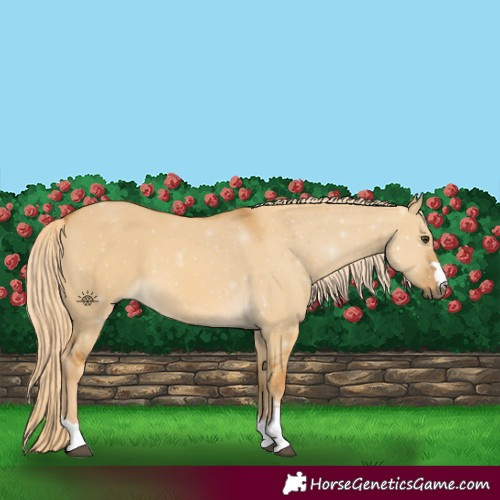 Horse Color:Palomino Dun 