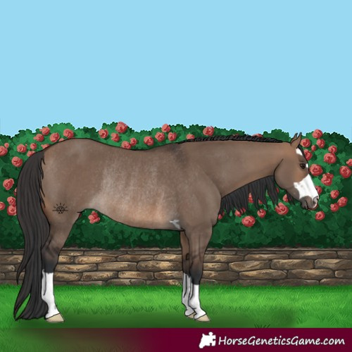 Horse Color:Brown Dun Rabicano 