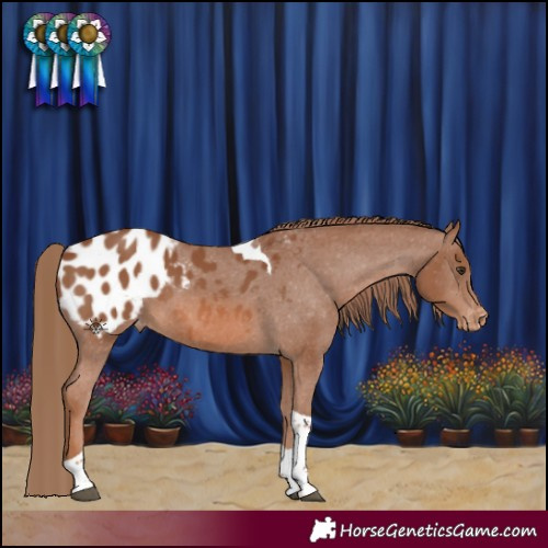 Horse Color:Chestnut Tobiano Blanket 