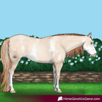 Horse Color:Classic Champagne Pearl Dun Sabino